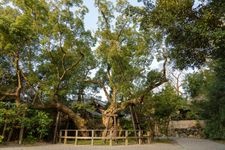 Tourist destination images of Toyouke Daijingu Shrine (Ise Grand Shrine, Geku)(9)