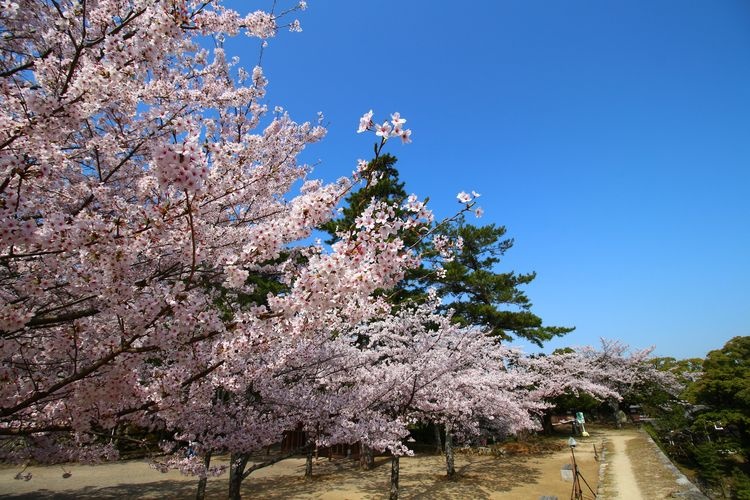 Matsusaka Castle Ruins (Matsusaka Park)