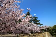 Tourist destination images of Matsusaka Castle Ruins (Matsusaka Park)(1)