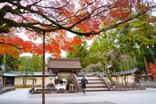 Tourist destination images of Taga Taisha Shrine(5)