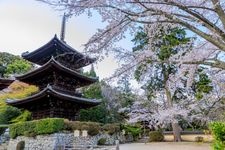 三井寺（園城寺）的觀光地圖片(6)