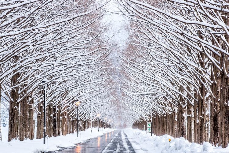 Metasequoia Avenue