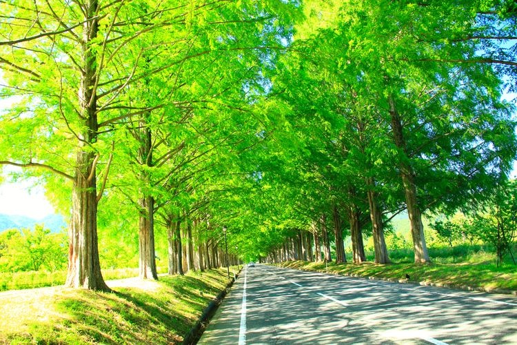 Tourist destination images of Metasequoia Avenue(2)