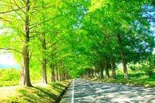 Tourist destination images of Metasequoia Avenue(2)