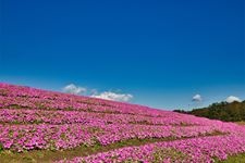 琵琶湖箱館山的觀光景點圖片(2)