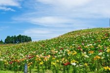 びわこ箱館山の観光地画像(4)