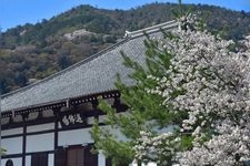 天龍寺的觀光地圖片(4)
