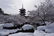 東寺（教王護國寺）的觀光地圖片(2)