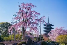 東寺（教王護國寺）的觀光地圖片(4)