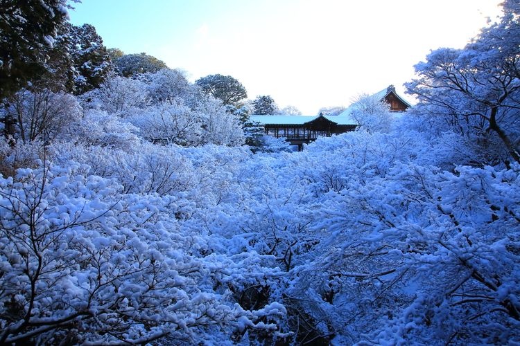 Tourist destination images of Tofuku-ji Temple(5)
