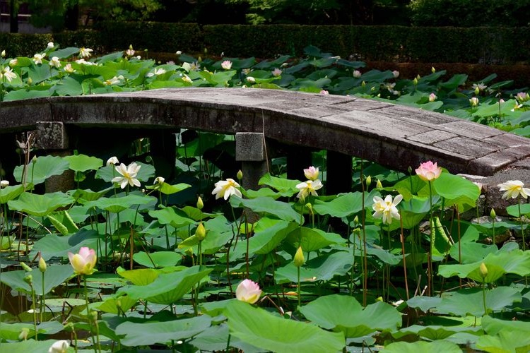 Tourist destination images of Tofuku-ji Temple(2)