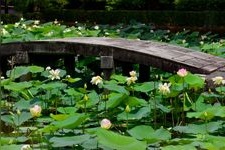 Tourist destination images of Tofuku-ji Temple(2)