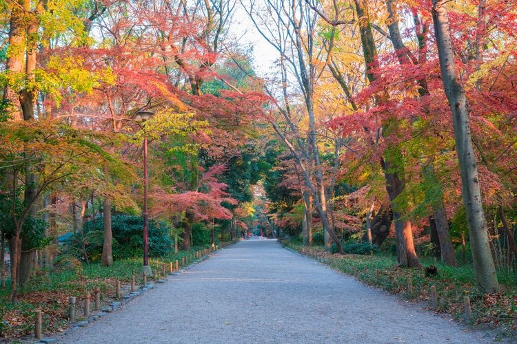 Shimogamo Shrine (Kamo Miya Jinja)