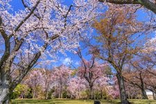 Tourist destination images of Nijo Castle (Former Imperial Palace)(1)