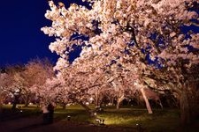 Tourist destination images of Nijo Castle (Rikyu Nijo-jo)(1)