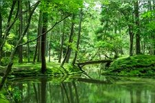 Tourist destination images of Saiho-ji Temple (Koke-dera)(6)