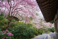 Tourist destination images of Sanzen-in Temple(2)