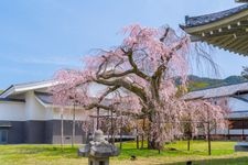 Tourist destination images of Daigoji Temple(3)