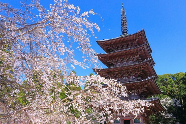 Tourist destination images of Daigoji Temple(4)
