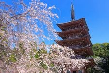 Tourist destination images of Daigoji Temple(4)
