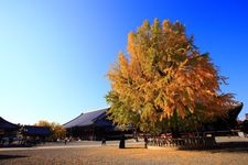 Tourist destination images of Hongan-ji Temple ( Nishi Hongan-ji Temple)(3)