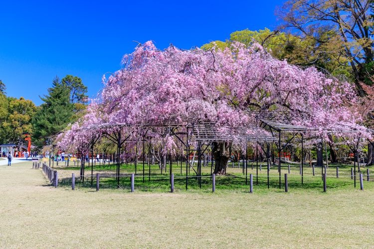 Tourist destination images of Kamigamo Shrine (Kamo Wakakazuchi Shrine)(3)