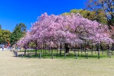 Tourist destination images of Kamigamo Shrine (Kamo Wakakazuchi Shrine)(3)