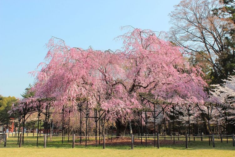 Kamigamo Shrine (Kamo Wakakazuchi Shrine)