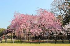 Tourist destination images of Kamigamo Shrine (Kamo Wakakazuchi Shrine)(1)