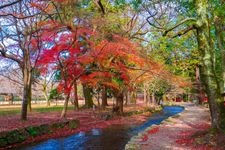 Tourist destination images of Kamigamo Shrine (Kamo Wakakazuchi Shrine)(5)