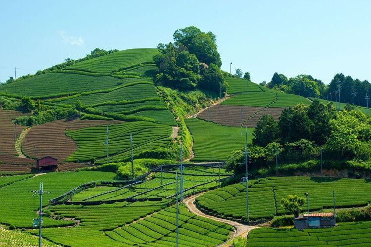 Wazuka Tea Fields