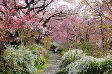 Tourist destination images of Haradani-en Garden(2)