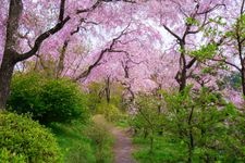 Tourist destination images of Haradani-en Garden(4)