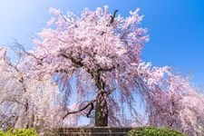 Tourist destination images of Maruyama Park(1)