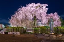 Tourist destination images of Maruyama Park(1)