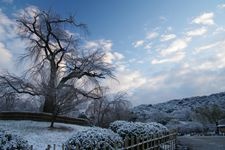 Tourist destination images of Maruyama Park(2)