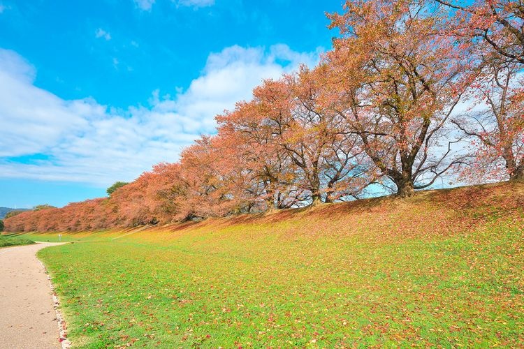 Sewaritei (Yodogawa Riverside Park Sewaritei) 3