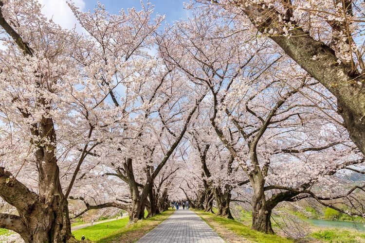 Sewaritei (Yodogawa Riverside Park Sewaritei) 4