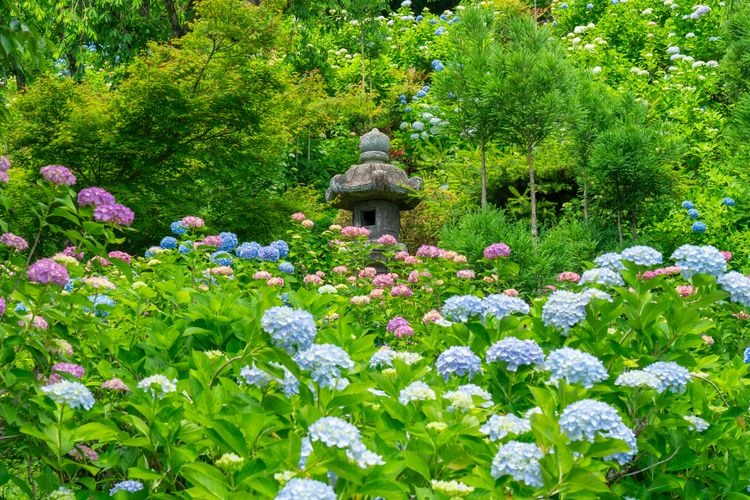 Tourist destination images of Yoshimine-dera Temple(2)