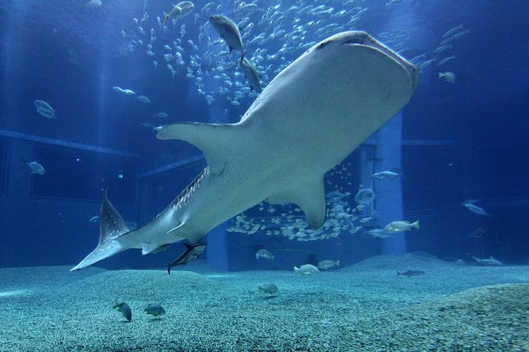 Kaiyukan Aquarium