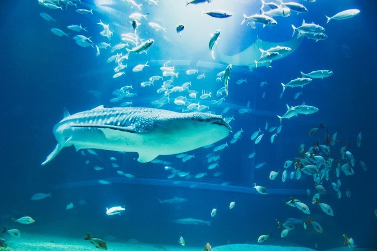 Tourist destination images of Kaiyukan Aquarium(4)