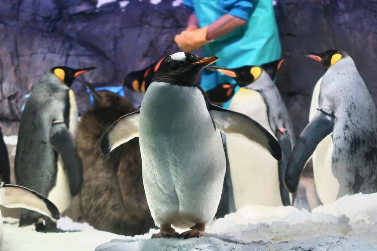 Tourist destination images of Kaiyukan Aquarium(3)