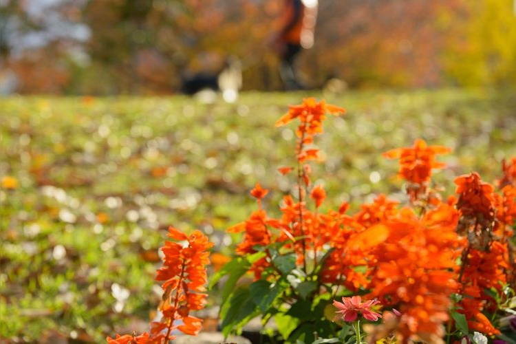 Tourist destination images of Ogimachi Park(2)
