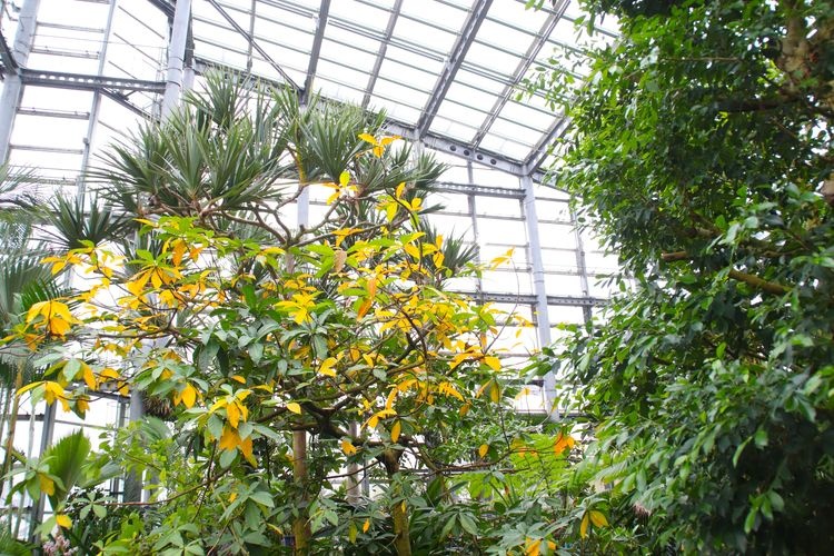 咲くやこの花館