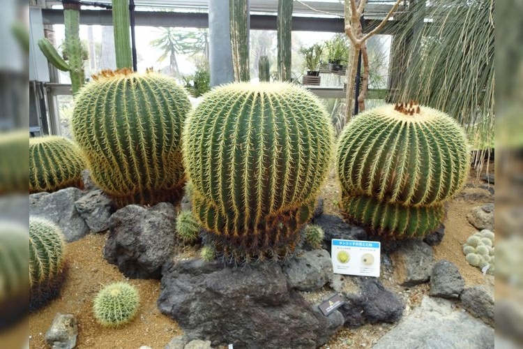 咲くやこの花館 2