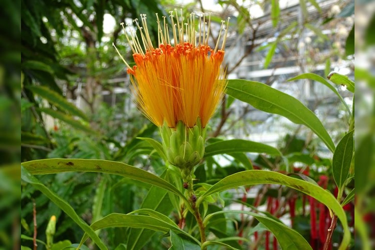 咲くやこの花館 3