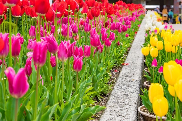 Tourist destination images of Hyogo Prefectural Flower Center(4)