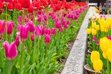 Tourist destination images of Hyogo Prefectural Flower Center(4)