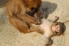 Tourist destination images of Awaji Island Monkey Center(1)