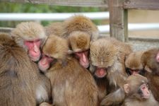 Tourist destination images of Awaji Island Monkey Center(2)